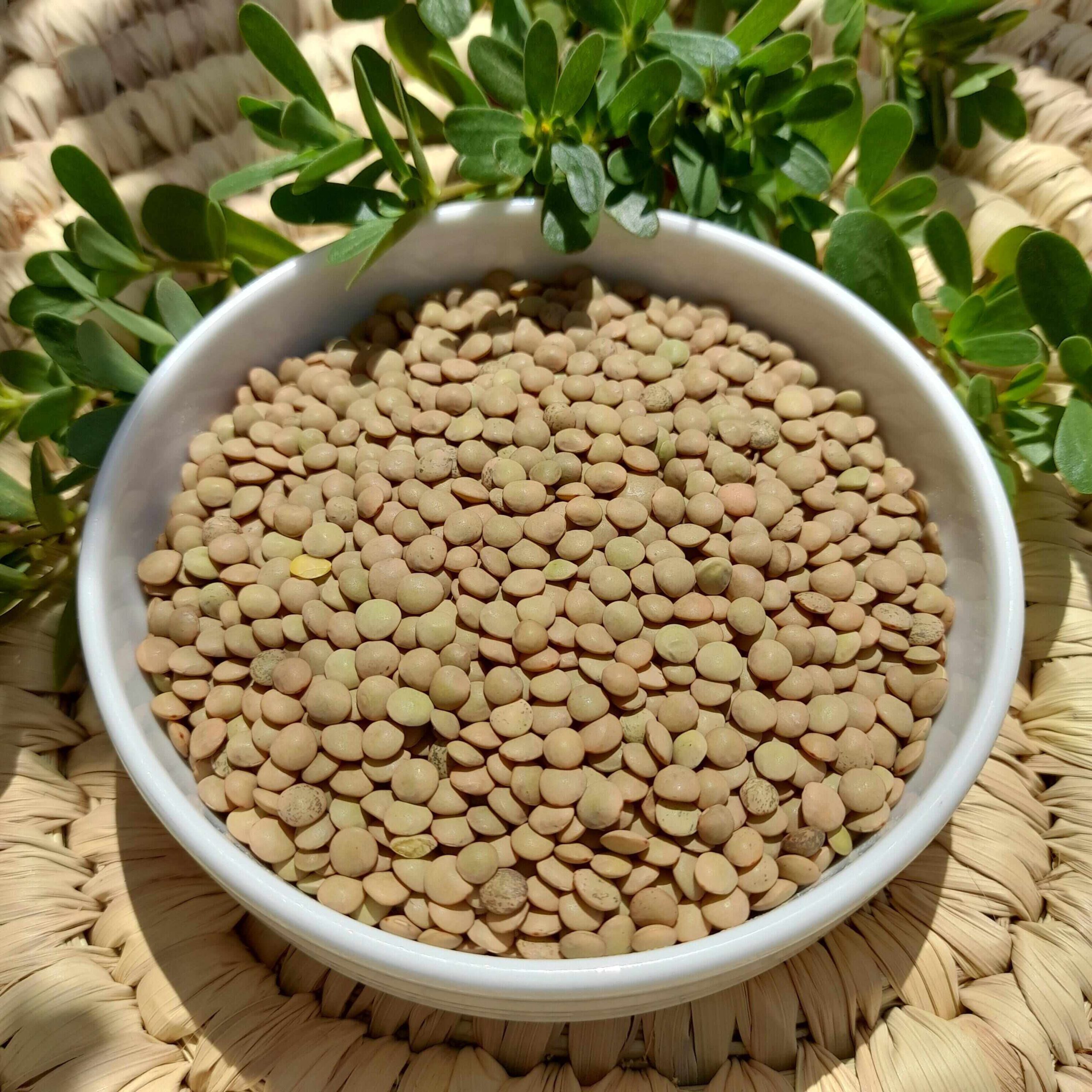عدس ریز 500 گرمی