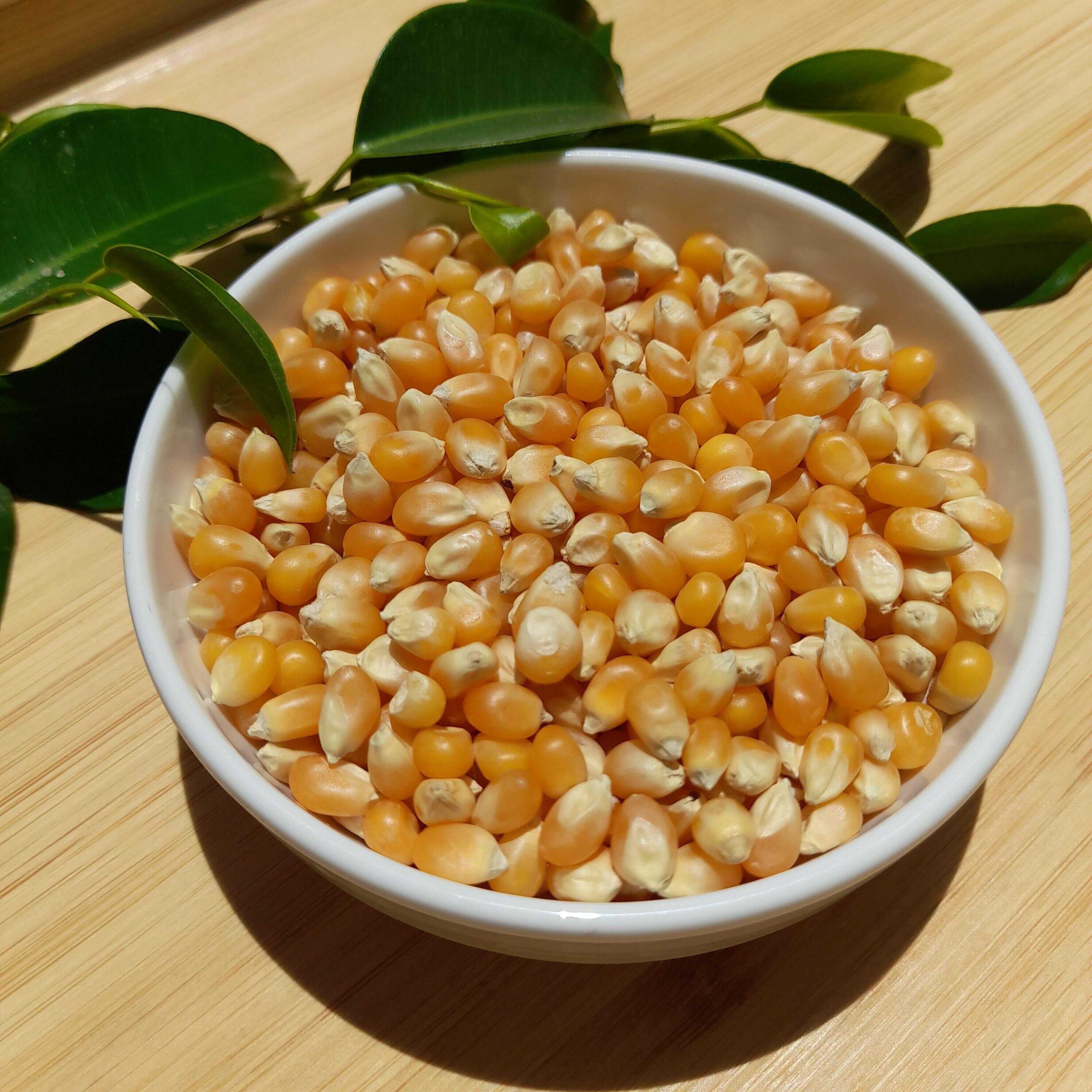 ذرت 500 گرمی